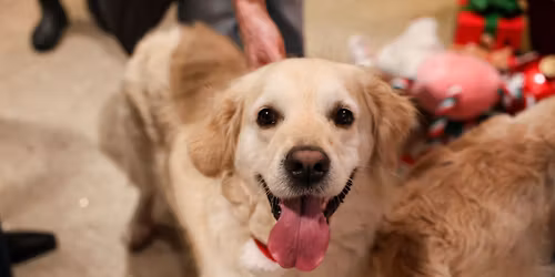 GOLDEN RETRIEVER CAFE CHRISTMAS - BIRMINGHAM