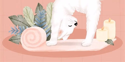 Cat Yoga at Animal Advocates