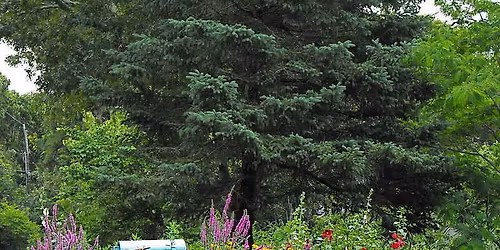 Sustainability at Home: Choosing Native Plants for Your Space