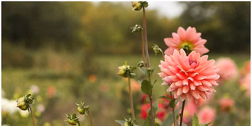 Flower Arranging: Cut & Come Again Flowers \u2013 Gardening Workshop