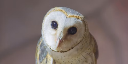 Hawk Creek Wildlife Center