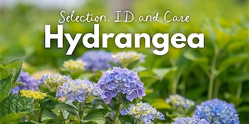 Hydrangea Identification, Selection and Care
