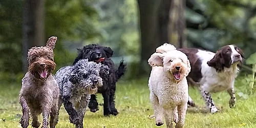 Ward 7 Week: Dog Paw-ty!