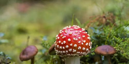 Initiation aux champignons