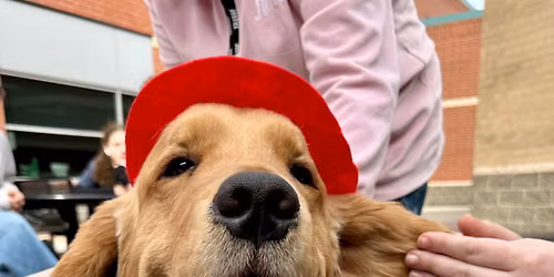 Becoming a Therapy Dog Team