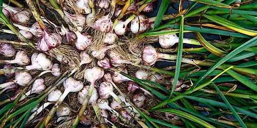 Grow the Best Garlic