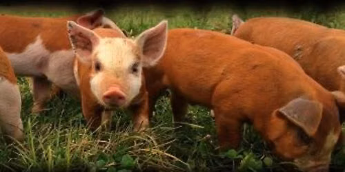 Rural Routes: Summer Pastures at Crooked Gap Farm