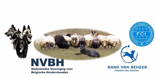 FCI Traditional Style Herding trial