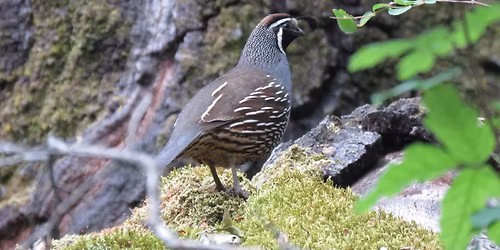Birding Walk with Mount Diablo Bird Alliance at Mitchell Canyon