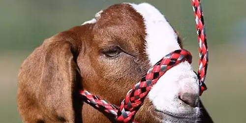 Rocks and Cows Boer Showdown