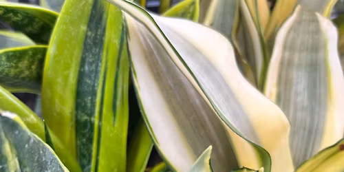 Houseplant & Pottery Sale