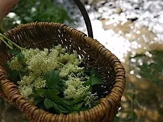 Foraging Walk with Emily Wild