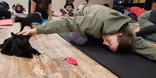 Kitten Yoga \ud83d\ude3a