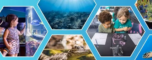 Loggerhead Junior Veterinarian Lab