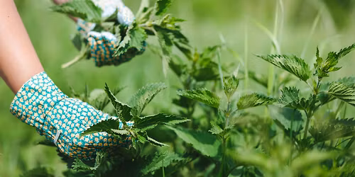 Edible plants foraging