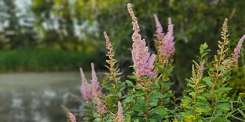 Native Seed Giveaway (Orl\u00e9ans)