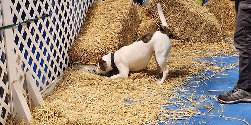 Barn Hunt Level 3 class