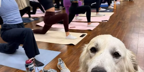 Puppy Yoga | Giles Subaru