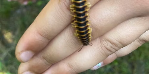 Marvelous Millipedes