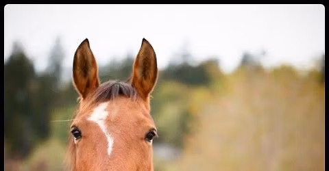 Elsa Sinclair Freedom Based Training Workshop & Clinic TAS 2025