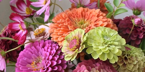 Growing a Cut Flower Garden: Fall Steps for Future Success