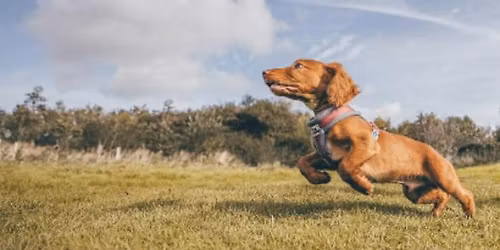 Mother's Day Fast CAT Weekend