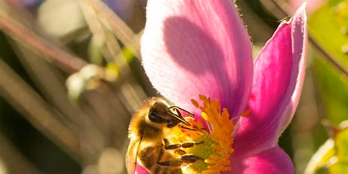 Flowers and Pollinators Photography Workshop