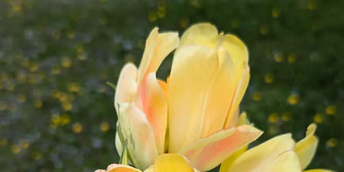 Mother's Day Tulip Pop-up