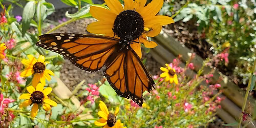 Butterfly Release - September 17th, 2026