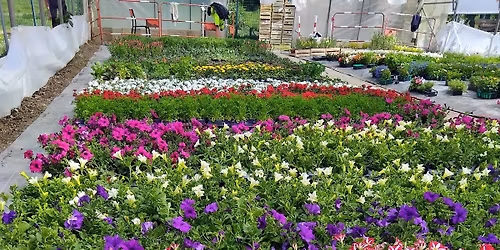 Vente de plants de Belval \ud83c\udf31