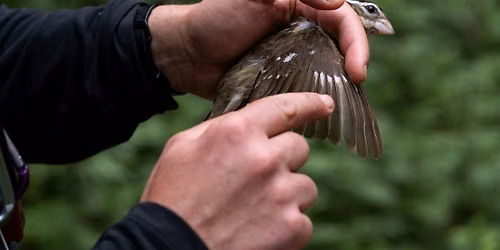 Insights From Five Years of Bird Banding