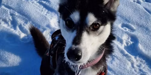 Tur med hund p\u00e5 Svanestien