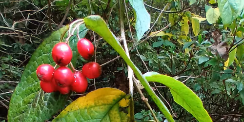 Gong Relaxation - Pudsey
