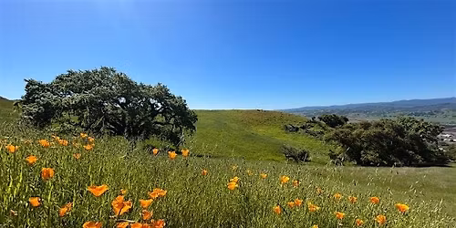 Open-Access Habitat Protection Day at M\u00e1yyan 'Ooy\u00e1kma - Coyote Ridge