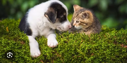 Pets on the Patio at the River & Rail
