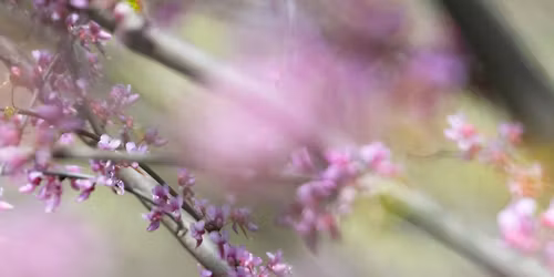 Art & Earth Day Presented by Synchrony