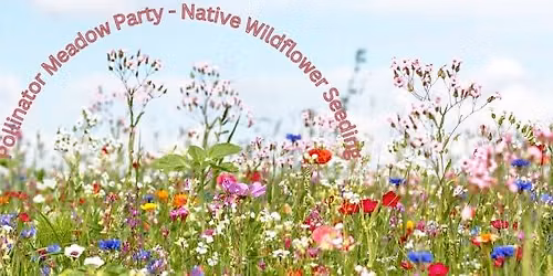 Pollinator Meadow Party-- Native Wildflower Seeding