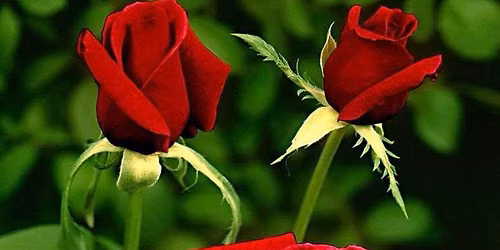 Riverview Garden Club October 2026 Meeting