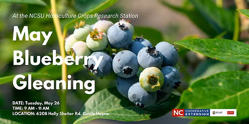 May Blueberry Gleaning