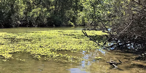 Celebrate Fish Migration Day at the Cosumnes River Preserve