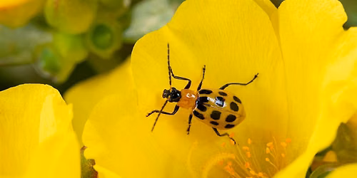 Commercial Vegetable Production Pest Scouting Workshop