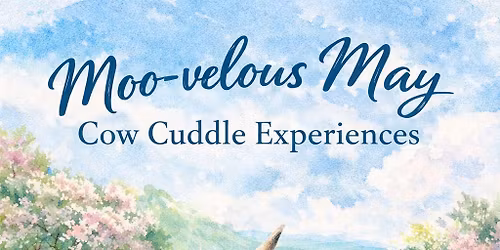 Moo-velous May Cow Cuddle Experiences
