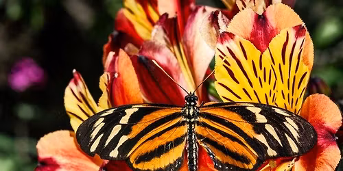 Butterflies Alive! Exhibit Opens