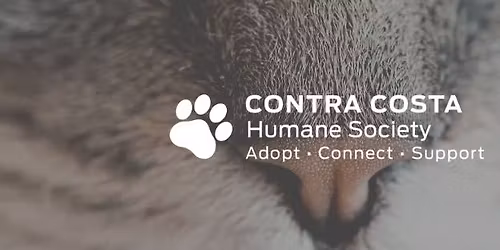 Paws & Pumpkins Adoption Event