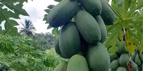 semences des papay\u00e9 nain