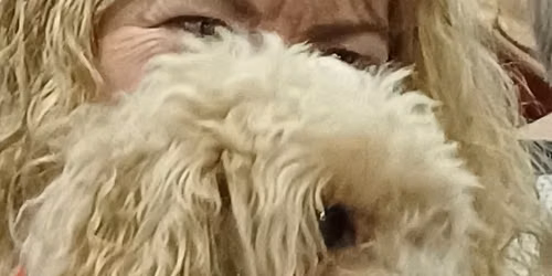 FUN DOG SHOW