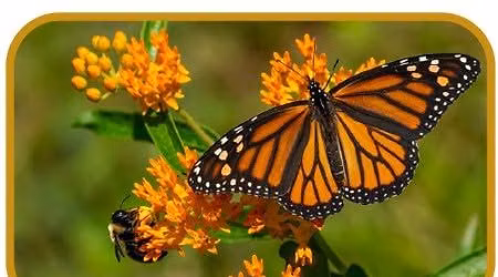 Junior Naturalist Series: Butterfly Life Cycle \ud83e\udd8b\ud83d\udc1b