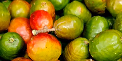 Ruta del Jocote Principiantes