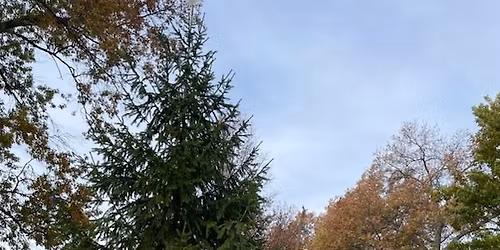 Deer Park's Annual Christmas Tree Lighting