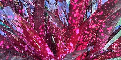 Bromeliad & Foliage Frenzy 